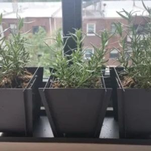 Rex Rosemary Live Plant - 2 Plants, Rosmarinus officinalis 'Rex', Culinary Herb, 4" Pot Size - Image 1