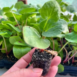 Rhubarb Live Plant Plug - Well-Rooted Perennial Edible Garden Starter - Image 2