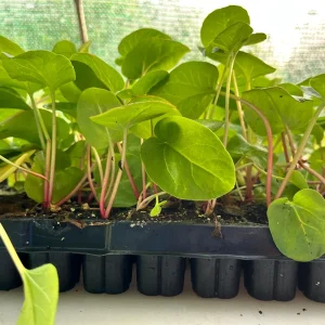 Rhubarb Live Plant Plug - Well-Rooted Perennial Edible Garden Starter - Image 3