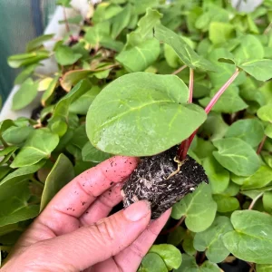 Rhubarb Live Plant Plug - Well-Rooted Perennial Edible Garden Starter - Image 4