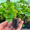 Rhubarb Live Plant Plug - Well-Rooted Perennial Edible Garden Starter - Image 1