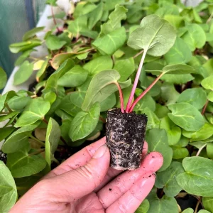 Rhubarb Live Plant Plug - Well-Rooted Perennial Edible Garden Starter - Image 5