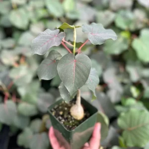 Rock Fig Live Plant, Ficus petiolaris, 4 Inch Pot, Rare Indoor Plant - Image 2