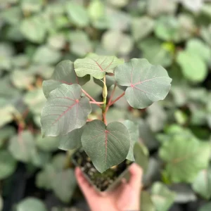 Rock Fig Live Plant, Ficus petiolaris, 4 Inch Pot, Rare Indoor Plant - Image 3