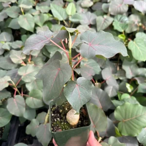 Rock Fig Live Plant, Ficus petiolaris, 4 Inch Pot, Rare Indoor Plant - Image 4