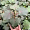 Rock Fig Live Plant, Ficus petiolaris, 4 Inch Pot, Rare Indoor Plant - Image 1