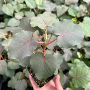 Rock Fig Live Plant, Ficus petiolaris, 4 Inch Pot, Rare Indoor Plant - Image 1