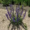 Rocky Mountain Penstemon Live Plant – Penstemon Strictus – Starter Plant – 24-36 Inches Tall – Outdoor Perennial - Image 1