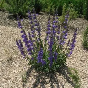 Rocky Mountain Penstemon Live Plant – Penstemon Strictus – Starter Plant – 24-36 Inches Tall – Outdoor Perennial - Image 1