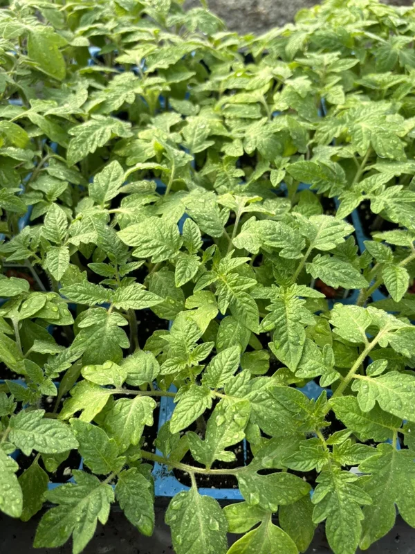 Roma Tomato Live Plant - Set of 2, 6-10 inches Tall, 60+ Days Old, Outdoor Vegetable Garden - Image 1