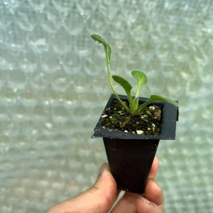 Rudbeckia Hirta Black-Eyed Susan Live Plant Starter – Gloriosa Daisy for Pollinator & Cut-Flower Gardens – USDA Zones 3-9 - Image 4