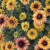 Rudbeckia Hirta Black-Eyed Susan Live Plant Starter – Gloriosa Daisy for Pollinator & Cut-Flower Gardens – USDA Zones 3-9 - Image 1