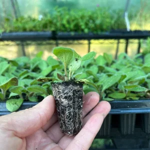 Rudbeckia Hirta Black-Eyed Susan Live Plant Starter – Gloriosa Daisy for Pollinator & Cut-Flower Gardens – USDA Zones 3-9 - Image 9