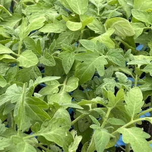 Rutgers Tomato Live Plant (2-Pack) - Heirloom Vegetable, 6-10 inches, Outdoor - Image 1