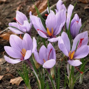 Saffron Autumn Crocus Seeds - 50 Crocus sativus Seeds for Fall Bloom & Spice Harvest - Image 1
