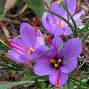 Saffron Crocus Corms - 25+ Pack Fresh Harvest Bulbs for Spice - USDA Zones 5-9 - Image 1