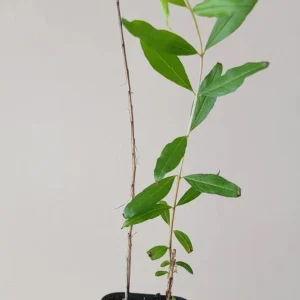 Salavatski Pomegranate Tree - Cold Hardy Fruit Live Plant - Punica Granatum - Image 2