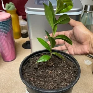 Salavatski Pomegranate Tree - Cold Hardy Fruit Live Plant - Punica Granatum - Image 3