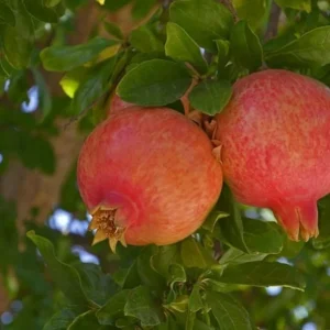 Salavatski Pomegranate Tree - Cold Hardy Fruit Live Plant - Punica Granatum - Image 5