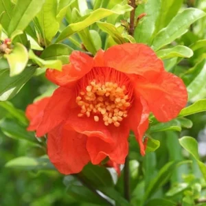 Salavatski Pomegranate Tree - Cold Hardy Fruit Live Plant - Punica Granatum - Image 6