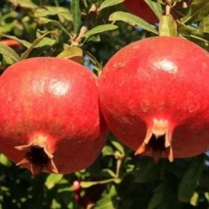Salavatski Pomegranate Tree - Cold Hardy Fruit Live Plant - Punica Granatum - Image 7