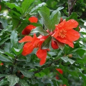 Salavatski Pomegranate Tree - Cold Hardy Fruit Live Plant - Punica Granatum - Image 8