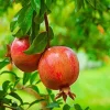 Salavatski Pomegranate Tree - Cold Hardy Fruit Live Plant - Punica Granatum - Image 1