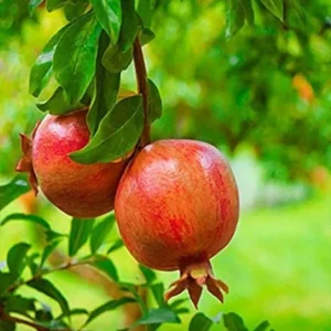Salavatski Pomegranate Tree - Cold Hardy Fruit Live Plant - Punica Granatum - Image 1