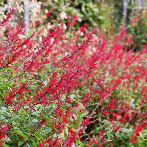 Salvia Elegans Pineapple Sage Live Plant - Aromatic Perennial Herb 6 Inch Pot - Image 1