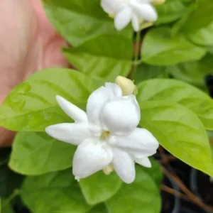 Sambac Jasmine Live Plant - Fragrant Blooms, 4