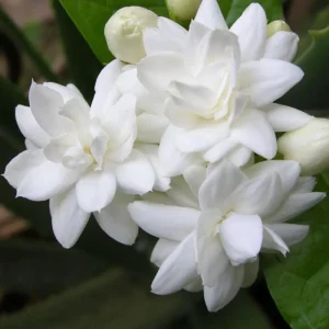 Sambac Jasmine Live Plant - Fragrant Blooms, 4