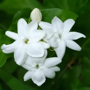 Sambac Jasmine Live Plant - Fragrant Blooms, 4