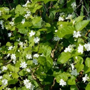 Sambac Jasmine Live Plant - Fragrant Blooms, 4