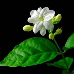 Sambac Jasmine Live Plant - Fragrant Blooms, 4