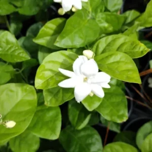 Sambac Jasmine Live Plant - Fragrant Blooms, 4