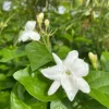 Sambac Jasmine Live Plant - Fragrant Blooms, 4" Pot, Easy Care - Image 1