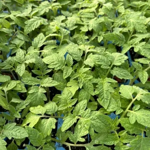 San Marzano Tomato Live Plants - 2 Pack, 6-10 inches, Pear Shaped Red, Outdoor - Image 1