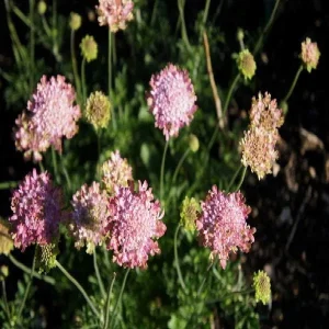 Scabiosa Live Plant - Pincushion Flower Perennial Starter Plug - Image 10