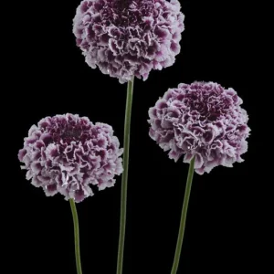 Scabiosa Live Plant - Pincushion Flower Perennial Starter Plug - Image 4