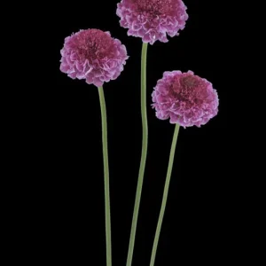 Scabiosa Live Plant - Pincushion Flower Perennial Starter Plug - Image 5