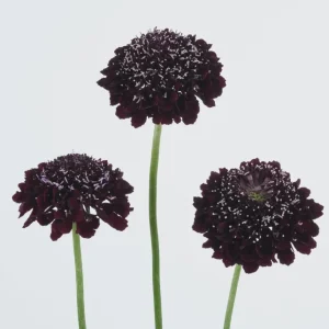 Scabiosa Live Plant - Pincushion Flower Perennial Starter Plug - Image 7