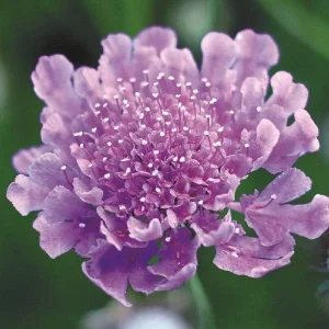 Scabiosa Live Plant - Pincushion Flower Perennial Starter Plug - Image 8