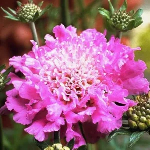 Scabiosa Live Plant - Pincushion Flower Perennial Starter Plug - Image 9