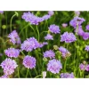 Scabiosa Live Plant - Pincushion Flower Perennial Starter Plug - Image 1
