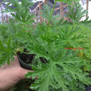 Scented Citronella Geranium Live Plant – 4 inch Pot – Bug Repellent - Image 2