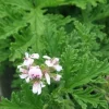 Scented Citronella Geranium Live Plant – 4 inch Pot – Bug Repellent - Image 1