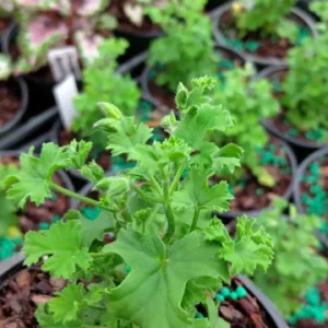 Scented Geranium Lemonii Live Plant – Lemon Scented Pelargonium – 4 inch Pot – Indoor/Outdoor - Image 2