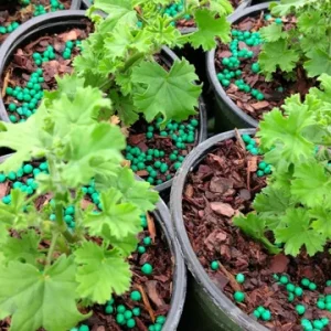 Scented Geranium Lemonii Live Plant – Lemon Scented Pelargonium – 4 inch Pot – Indoor/Outdoor - Image 1