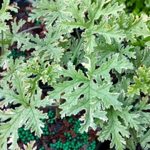 Scented Geranium Variegated Lady Plymouth Live Plant – 4 inch Pot – Fragrant Foliage - Image 2
