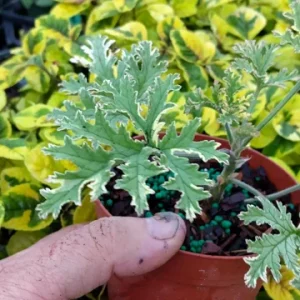 Scented Geranium Variegated Lady Plymouth Live Plant – 4 inch Pot – Fragrant Foliage - Image 3